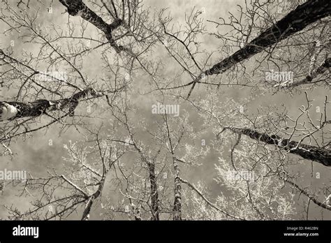 Birch Trees in Winter Stock Photo - Alamy