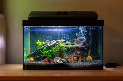 20 Best Tropical Fish For Beginners - Fish Tank Master