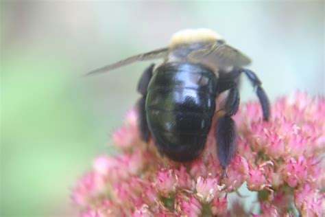 Carpenter Bee vs Bumblebee – Identification | Walter Reeves: The ...