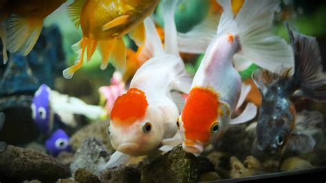 Oranda Goldfish Fish Facts | Carassius auratus auratus - AZ Animals