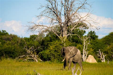 Zimbabwe Plans to Revive Tourism Industry - Holiday Guide