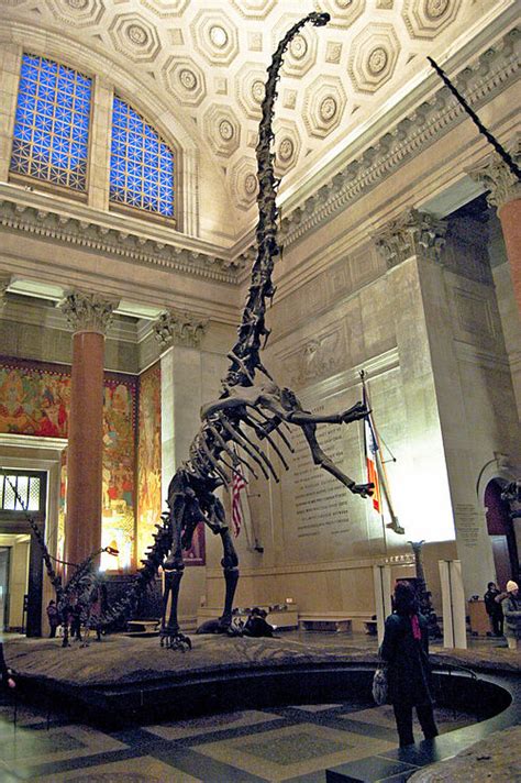 Barosaurus | Wiki | Everipedia