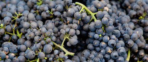 The Complete Guide to Pinot Noir Grapes - La Crema