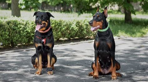 Doberman Pinscher vs. Rottweiler: Breed Differences & Similarities ...