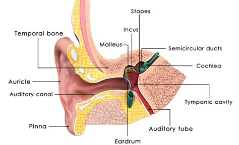 Glue Ear in Adults and Kids (Symptoms, Causes and Treatment)