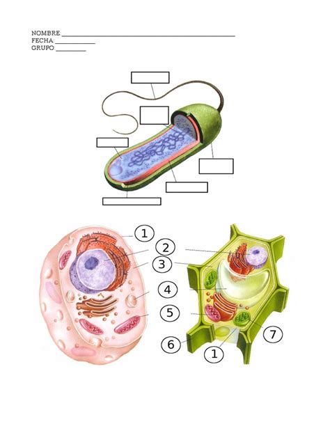 Anatomia De La Celula Procariota Abc Fichas | Images and Photos finder