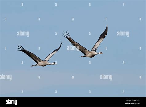 Common crane in its natural habitat in Sweden Stock Photo - Alamy