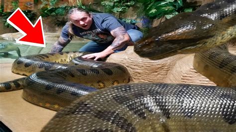 Largest Anaconda Snake Ever Found