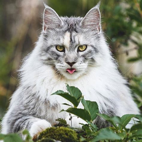 Are Maine Coon Cats Aggressive? - Catman