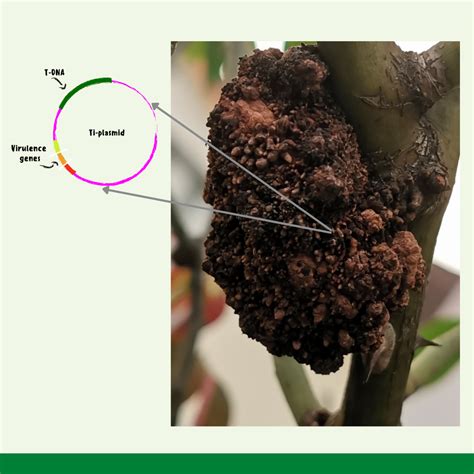 Intro to Agrobacterium & Plasmids | GoldBio