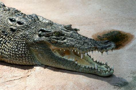 File:Crocodile Crocodylus-porosus amk2.jpg - Wikimedia Commons