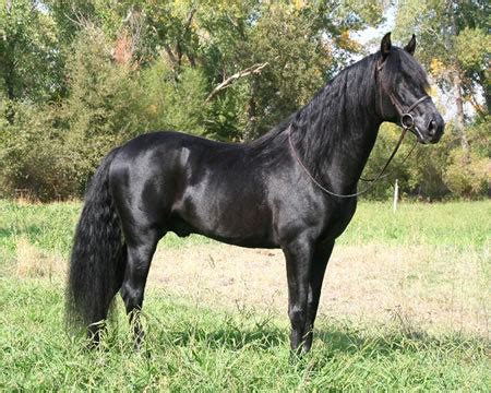 Andalusian Horse Breed Information, History, Videos, Pictures