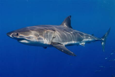 White Shark - Oceana