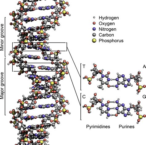 File:DNA Structure+Key+Labelled.pn NoBB.png - Wikipedia