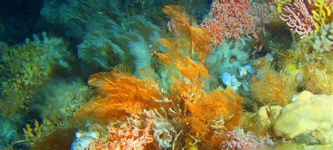 Deep-Sea Corals » Marine Conservation Institute