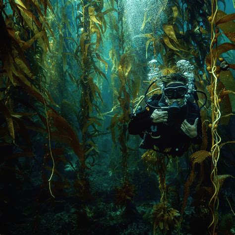 Scuba Dive California's Channel Islands - Kelp Forest - Ventura County ...