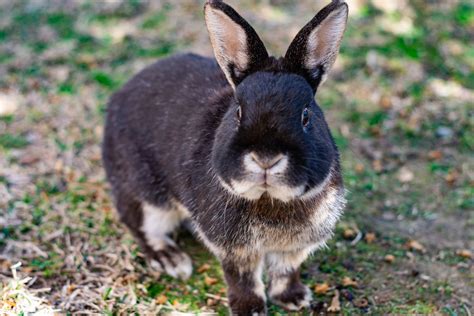 An Overview of Rabbit Fur Colors and Patterns