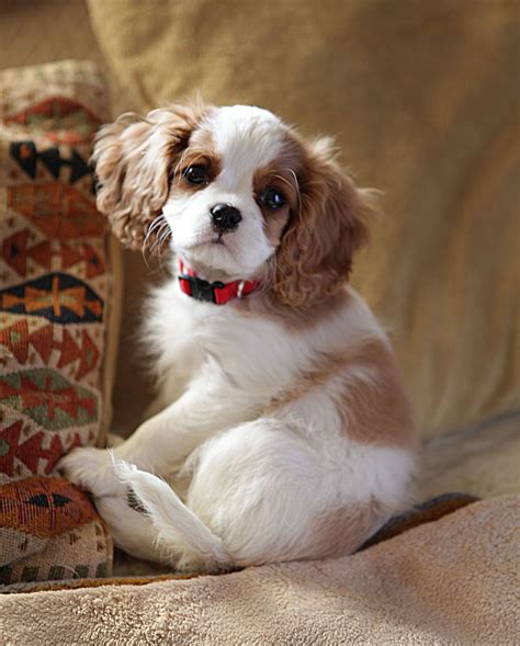 A new Cavalier King Charles Spaniel puppy. | All things furry ...