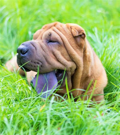 Shar-Pei Colors: All 21 Coat Colors Explained With Pictures