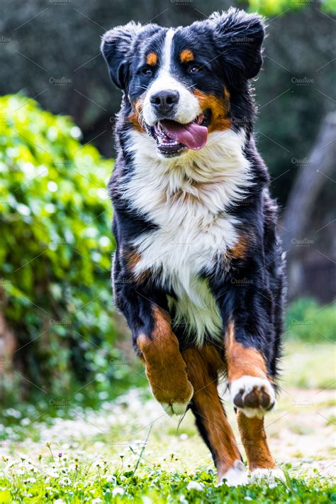 Bernese mountain dog running | High-Quality Animal Stock Photos ...