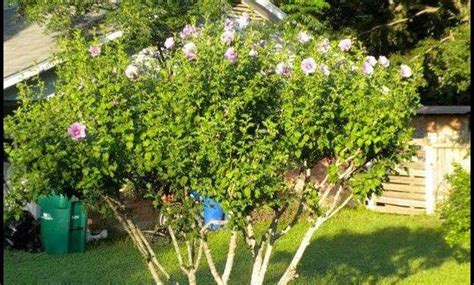 Rose Of Sharon Pruning | The Garden