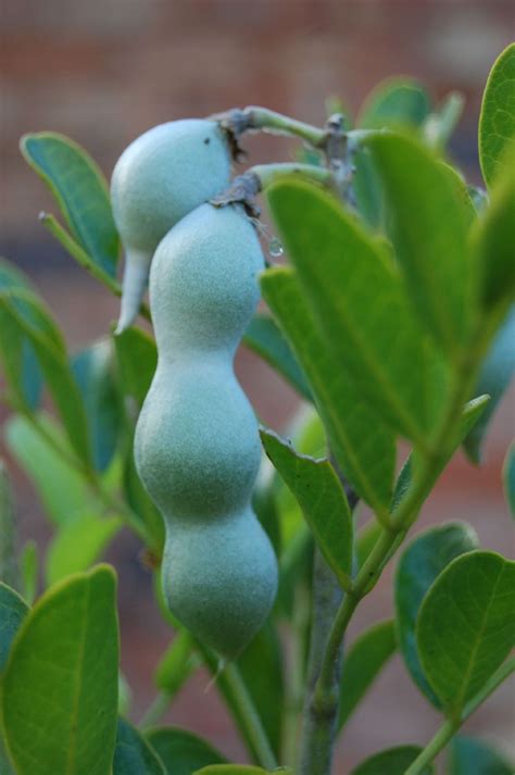 Texas mountain laurel seed pod