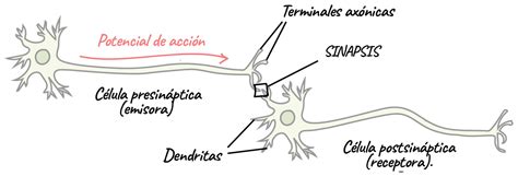 Singularidades del Cerebro: Tipos de Sinapsis y su Funcionamiento en el ...