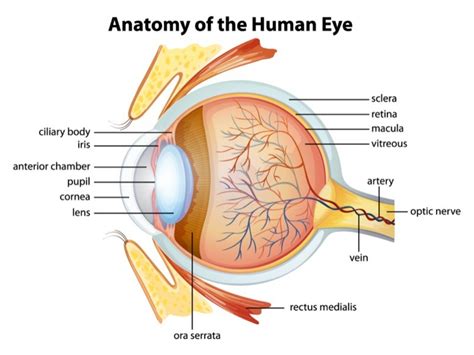 The Anatomy Of Your Eye | Eyesite