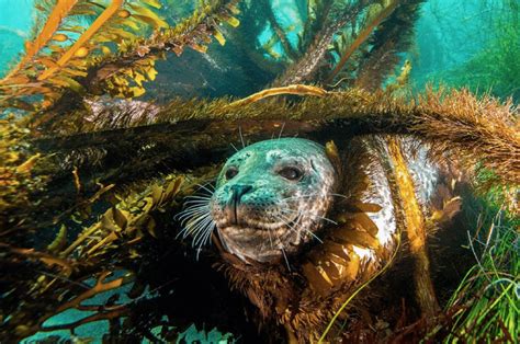 Scuba Diving California's Channel Islands Kelp Forest