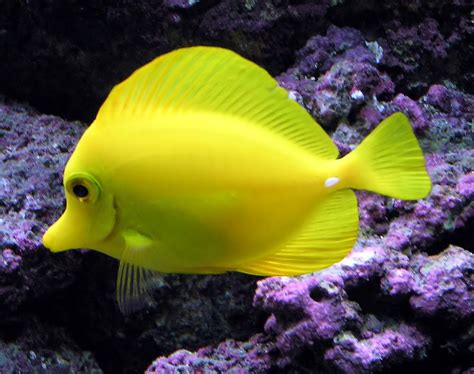 Tropical freshwater aquarium fish pictures - Just for Sharing