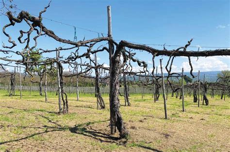 Does vine age matter? Ask Decanter - Decanter