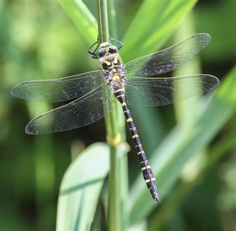 golden ringed dragonfly Gwasneidr eurdorchog | I think that … | Flickr