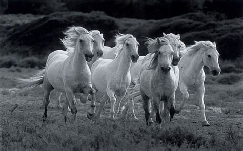 Download Seven Running Horse Wallpaper - White Seven Horses Running On ...