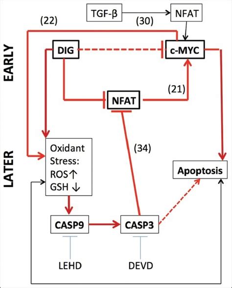 Mechanisms by which digitoxin kills tumor cells. (a) The principal ...