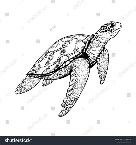 Turtle Images: Browse 359,260 Stock Photos & Vectors Free Download with ...