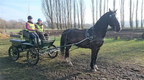 Carriage Driving Lessons | Instruction | Introductory taster sessions ...