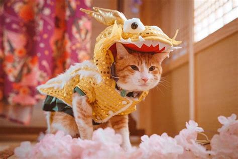 Dragon Cat Costume - Etsy Canada