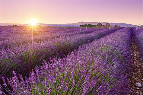 Stunning Pictures of Lavender Fields – Fubiz Media