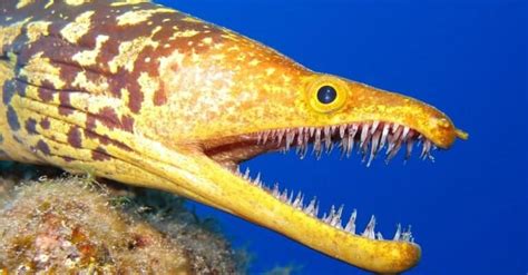 Moray Eel Teeth: Do Moray Eels Have Double Teeth? - IMP WORLD