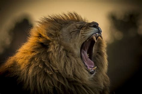 African Lions at Yorkshire Wildlife Park