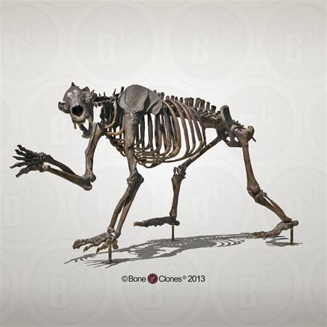 Short-faced Bear Articulated Quadruped Skeleton - Bone Clones ...