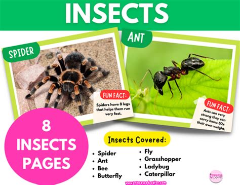 Insect Learning Cards | Princess Educator