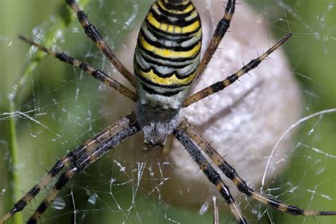 Kraig Biocraft Readies First Commercial Shipment of Spider Silk