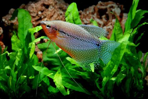 Pearl Gourami: Care, Tank Size, Tank Mates, Size & More - Fish Laboratory