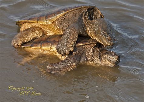 Large Snapping Turtles Mating at Mill Creek Marsh in Secau… | Flickr