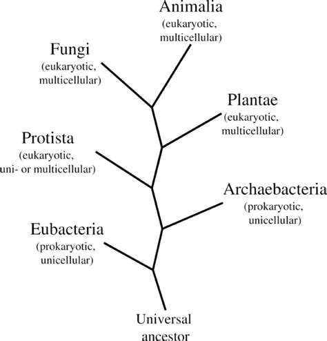 The 6 Kingdoms of Life: Simple Explanation for Kids - WeHaveKids