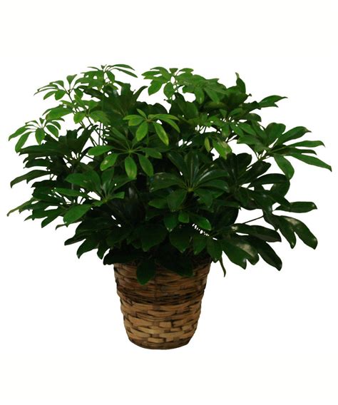 Schefflera Plant in Glendale, AZ | Glendale Flowers