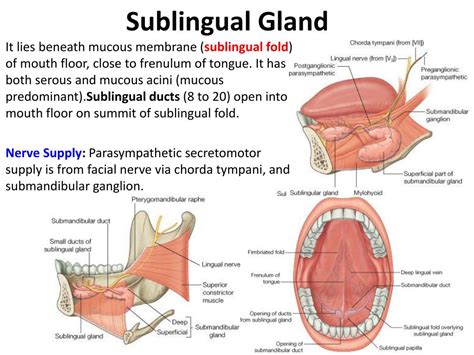 Sublingual Salivary Gland Duct