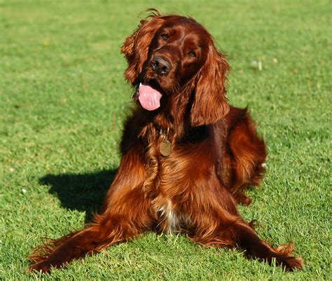 Irish Setter Dog Info, Puppies, Temperament, Mixes, Pictures