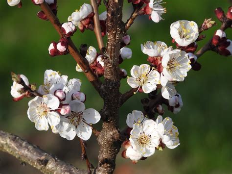 Flowering Apricot Tree